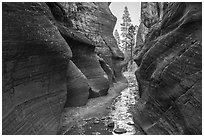 Willis Creek narrows framing pine trees. Grand Staircase Escalante National Monument, Utah, USA ( black and white)