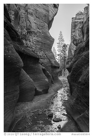 Willis Creek narrows framing pine trees. Grand Staircase Escalante National Monument, Utah, USA (black and white)