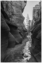 Willis Creek narrows framing pine trees. Grand Staircase Escalante National Monument, Utah, USA ( black and white)