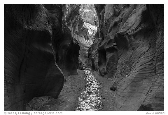 dark Willis Creek narrows. Grand Staircase Escalante National Monument, Utah, USA (black and white)