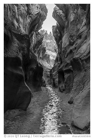 Willis Creek flowing in narrows. Grand Staircase Escalante National Monument, Utah, USA