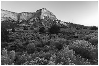 Blooms and sandstone walls, Johnson Canyon. Grand Staircase Escalante National Monument, Utah, USA ( black and white)