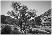Cottonwood and sun. Paria Canyon Vermilion Cliffs Wilderness, Arizona, USA ( black and white)