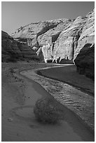 Tumbleweed, Paria River and sunlit cliffs. Paria Canyon Vermilion Cliffs Wilderness, Arizona, USA ( black and white)