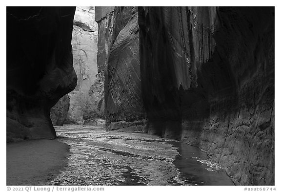 Dark walls and trees, Buckskin Gulch. Paria Canyon Vermilion Cliffs Wilderness, Arizona, USA (black and white)