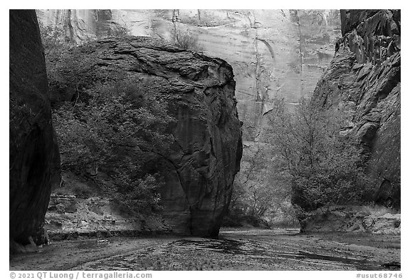 Trees in Buckskin Gulch. Paria Canyon Vermilion Cliffs Wilderness, Arizona, USA