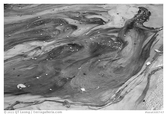 Pool with algae, Buckskin Gulch. Paria Canyon Vermilion Cliffs Wilderness, Arizona, USA (black and white)