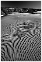 Ripples on sand dunes, late afternoon, Coral Pink Sand Dunes State Park. Utah, USA ( black and white)