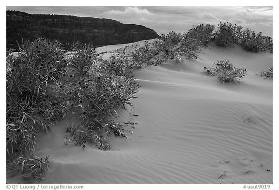 Sand dunes and bushes, Coral Pink Sand Dunes State Park. Utah, USA (black and white)