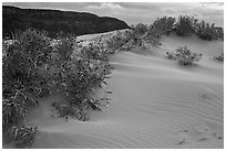 Sand dunes and bushes, Coral Pink Sand Dunes State Park. Utah, USA (black and white)