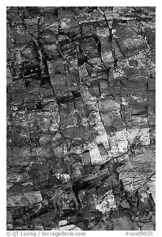 Petrified wood, Escalante Petrified Forest State Park. Utah, USA (black and white)