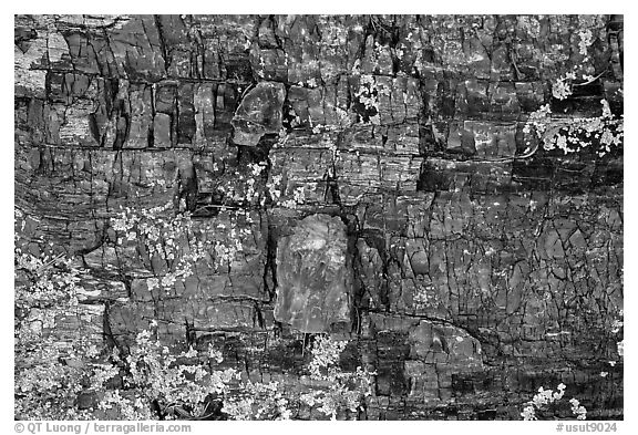 Petrified wood, Escalante Petrified Forest State Park. Utah, USA (black and white)