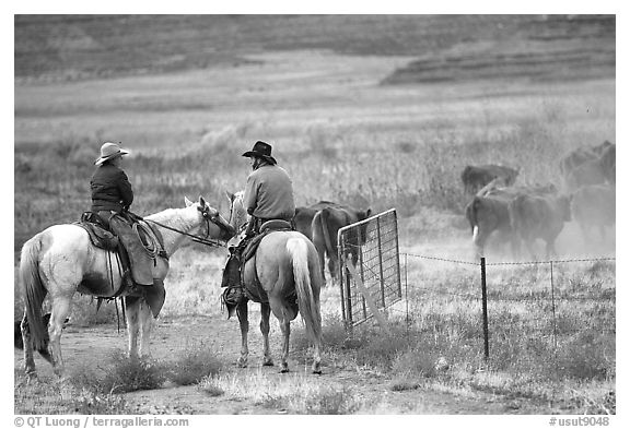 Cowboys and cattle. Utah, USA (black and white)