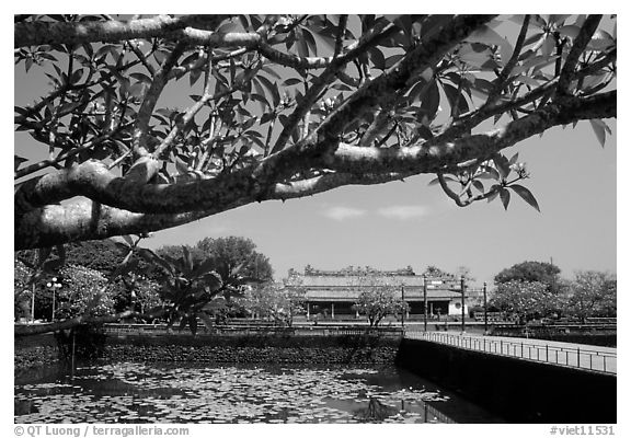 Plumeria tree, lotus pond, Thai Hoa palace (palace of supreme peace), citadel. Hue, Vietnam (black and white)