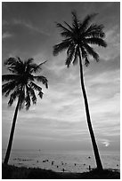 Palm trees and people in water at sunset. Phu Quoc Island, Vietnam ( black and white)