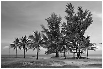 Beachfront with palm trees and huts. Phu Quoc Island, Vietnam ( black and white)