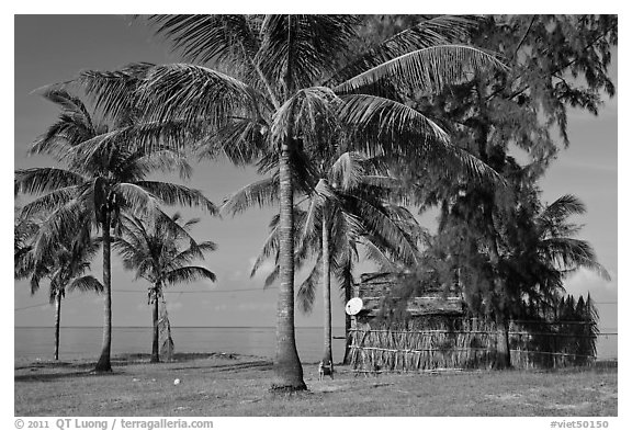 Palm trees, hut with satellite dish. Phu Quoc Island, Vietnam