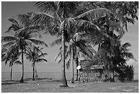 Palm trees, hut with satellite dish. Phu Quoc Island, Vietnam ( black and white)