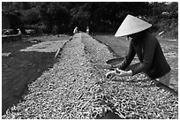 Woman sorting dried fish. Phu Quoc Island, Vietnam ( black and white)