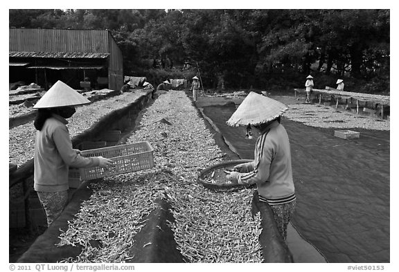 Women working drying fish. Phu Quoc Island, Vietnam (black and white)
