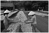 Women working drying fish. Phu Quoc Island, Vietnam (black and white)