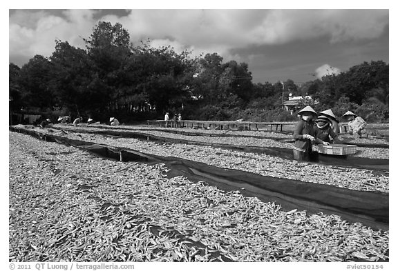 Fish being dried on racks. Phu Quoc Island, Vietnam (black and white)