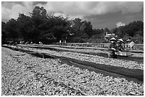 Fish being dried on racks. Phu Quoc Island, Vietnam (black and white)