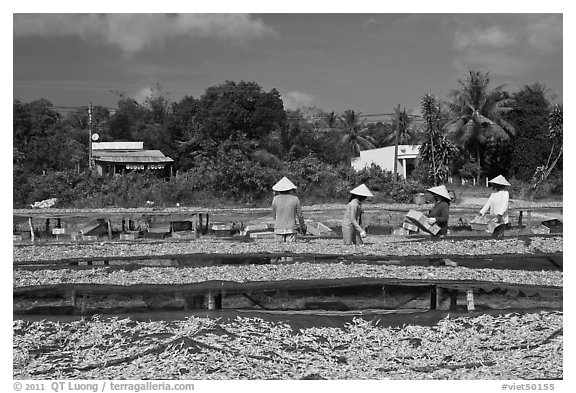 Dried fish production. Phu Quoc Island, Vietnam (black and white)