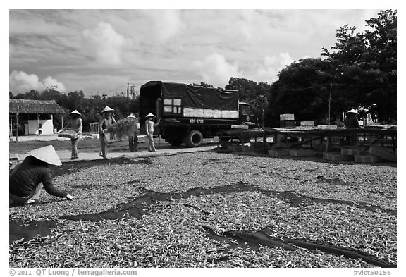 Women through baskets of fish on tarp for drying. Phu Quoc Island, Vietnam (black and white)