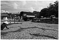 Women through baskets of fish on tarp for drying. Phu Quoc Island, Vietnam (black and white)