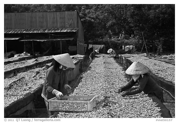 Dry fish processing. Phu Quoc Island, Vietnam (black and white)