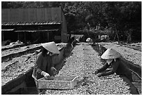 Dry fish processing. Phu Quoc Island, Vietnam ( black and white)