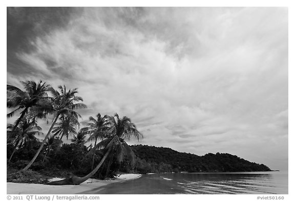Bai Sau Palm-fringed beach. Phu Quoc Island, Vietnam (black and white)