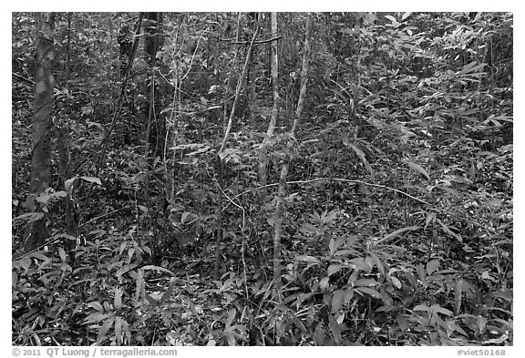 Tropical forest undergrowth. Phu Quoc Island, Vietnam (black and white)