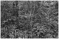 Tropical forest undergrowth. Phu Quoc Island, Vietnam (black and white)