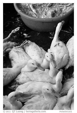 Ducks slaughtered for soup, Duong Dong. Phu Quoc Island, Vietnam (black and white)