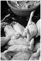 Ducks slaughtered for soup, Duong Dong. Phu Quoc Island, Vietnam (black and white)