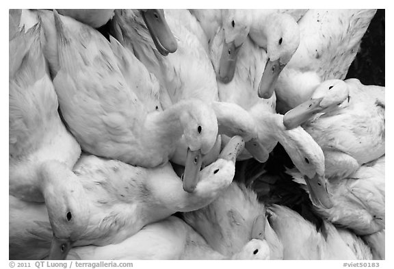 Ducks, Duong Dong. Phu Quoc Island, Vietnam (black and white)