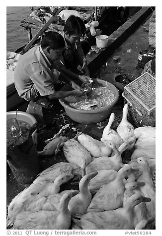 Men preparing ducks, Duong Dong. Phu Quoc Island, Vietnam (black and white)