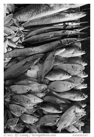 Close-up of fish for sale, Duong Dong. Phu Quoc Island, Vietnam