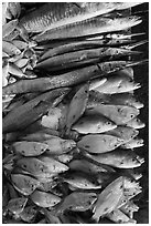 Close-up of fish for sale, Duong Dong. Phu Quoc Island, Vietnam (black and white)