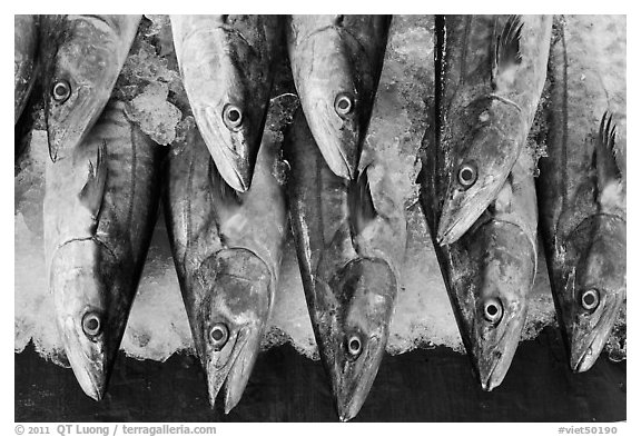 Fresh fish for sale, Duong Dong. Phu Quoc Island, Vietnam (black and white)
