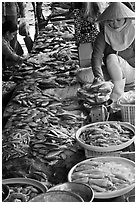 Fish for sale at public market, Duong Dong. Phu Quoc Island, Vietnam (black and white)