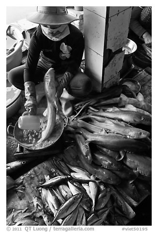 Woman cleans up fish for sale, Duong Dong. Phu Quoc Island, Vietnam (black and white)