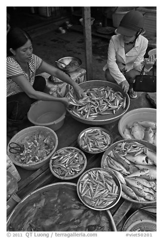 Customer purchasing fish at market, Duong Dong. Phu Quoc Island, Vietnam (black and white)