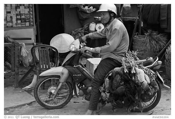 Moterbike rider carrying chickens, Duong Dong. Phu Quoc Island, Vietnam