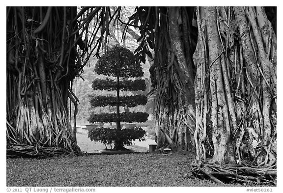 Banyan trees framing a topiary tree in park. Ho Chi Minh City, Vietnam