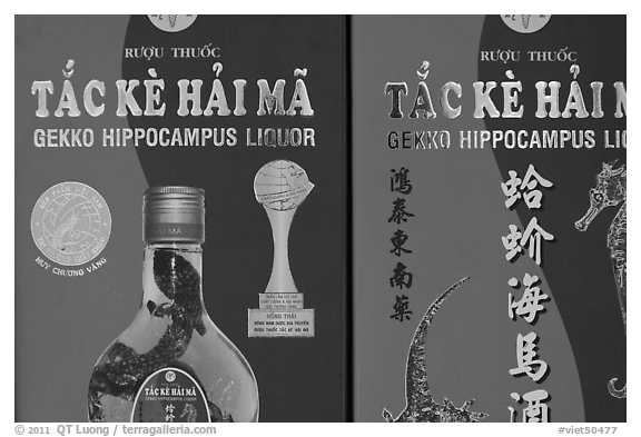 Close-up of Gekko Hippocampus liquor used in traditional medicine. Cholon, Ho Chi Minh City, Vietnam