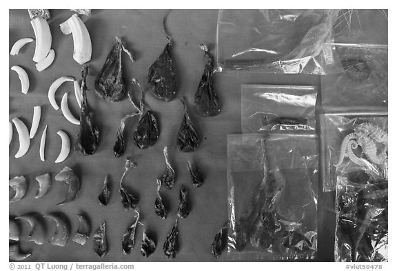 Animal parts used in traditional medicine. Cholon, Ho Chi Minh City, Vietnam (black and white)