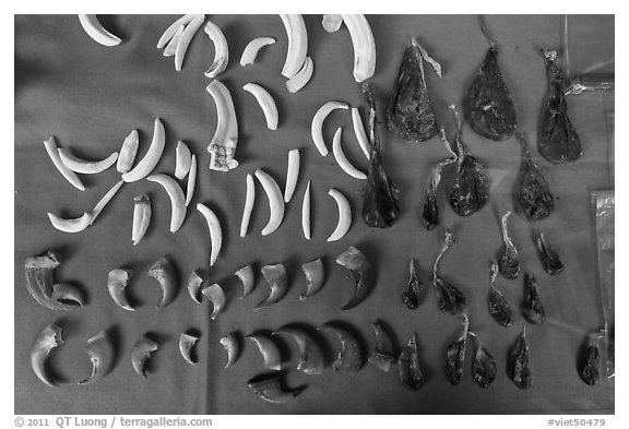 Close-up of animal parts for sale in traditional medicine shop. Cholon, Ho Chi Minh City, Vietnam